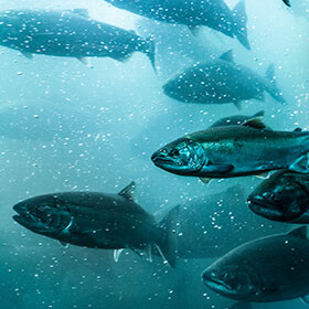 aquaculture industry