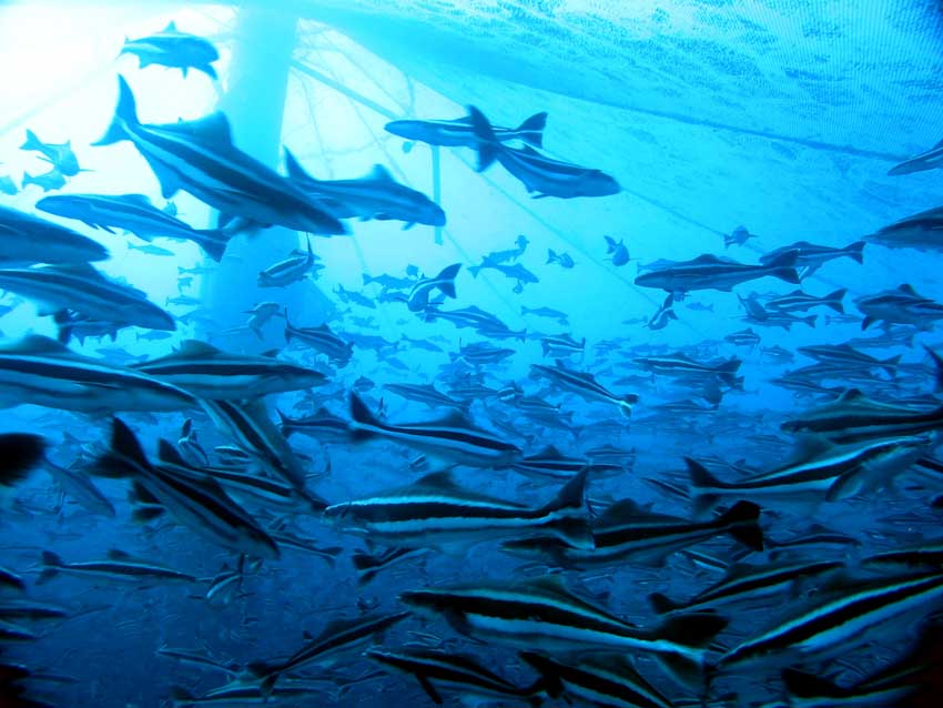 Fish
